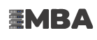 Логотип IMBA.host