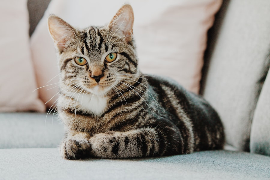 Уход за кошкой